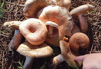 Wie man die im Wald gesammelten Pilze reinigt und was von ihnen gekocht werden kann
