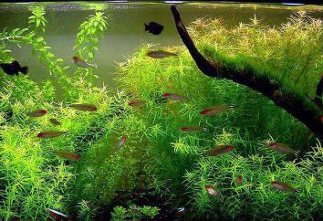Didiplis Diandra – uma planta para o aquário
