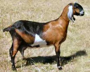 race de chèvre nubienne: description et caractéristiques générales