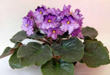 Violet "figlia prediletta": descrizione delle caratteristiche di coltivazione. Cura dei fiori in vaso