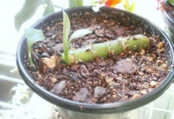 Dieffenbachia – propagação e plantas transplante