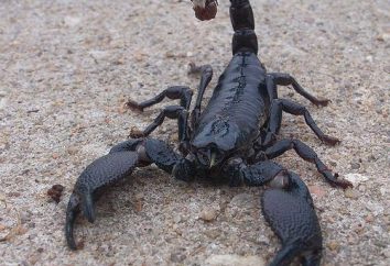 Kaiser Skorpion: der Inhalt in der Heimat