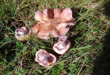 Podtopolniki (funghi): una ricetta per decapaggio per l'inverno