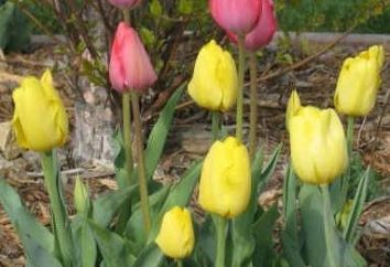 Como plantar tulipas no outono para apreciar a beleza da primavera?