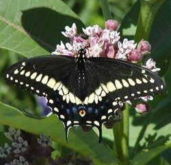 borboleta do swallowtail