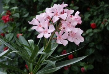 Oleander – un fiore nella vostra casa