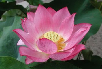 Incroyablement beau lotus vallée Taman