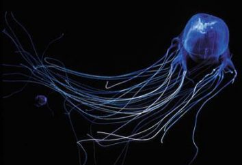 Australianos que chamou vespa do mar? águas australianas medusas particularmente perigosas