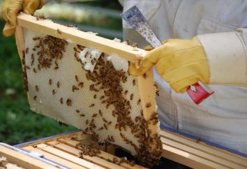ruches fabrication avec leurs mains: les dimensions, les dessins. Technologie de fabrication de ruches en polystyrène à la maison