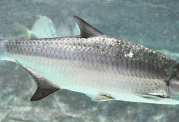 Tarpon – pesce per la pesca sportiva. Descrizione dei tipi, la struttura e l'habitat.