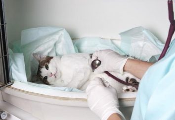 Wie ist die Behandlung von Harnsteinen bei Katzen?