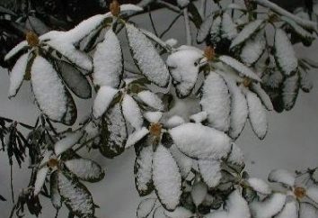 Als Abdeckung für den Winter rechts Rhododendren