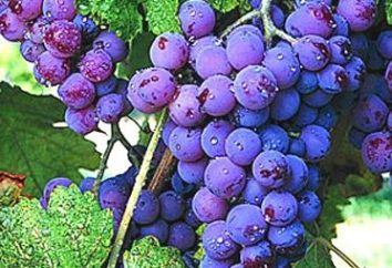 ¿Cómo se prepara la compota de uvas para el futuro