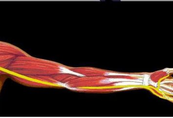 El nervio mediano del hombre: la descripción de la anatomía y características estructurales. Los síntomas del nervio mediano