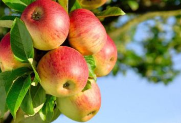 Podkładka – jest podstawą drzew owocowych