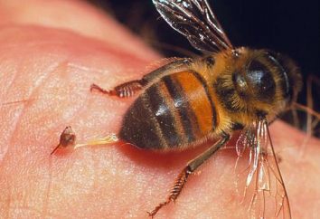 Il trattamento delle vene varicose api – recensioni. Apiterapia con vene varicose