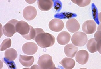 Der Hauptwirt des Malariaparasiten. Lebenszyklus, Struktur, Reproduktion des Parasiten