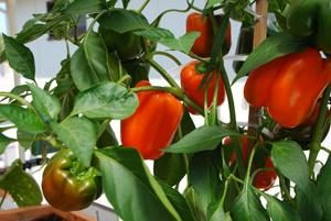 Süße Paprika. Das Einpflanzen in den Boden und Pflege