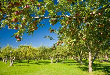 Quem são as pragas de maçãs e como combatê-los