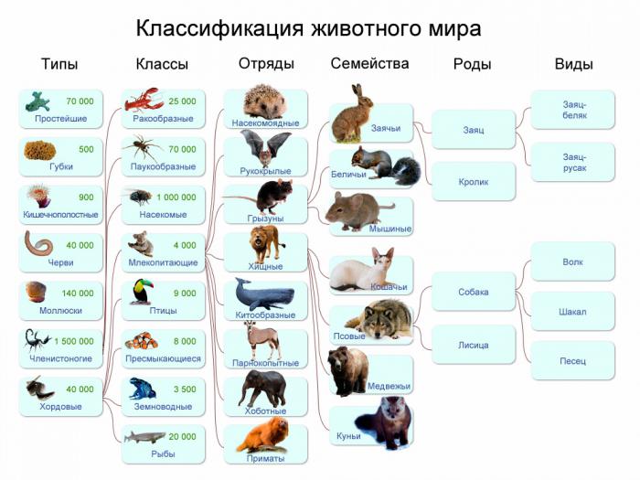 Tierart: Beispiele, Klassifizierung