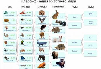 Espèces animales: exemples, classification