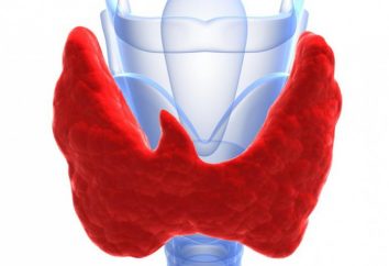 La glande thyroïde – est que dans le corps? maladie de la fonction et de la thyroïde