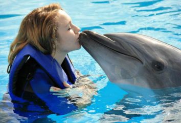 Nuotare con i delfini a Mosca – una grande lezione per bambini e adulti
