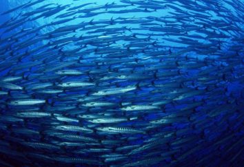 Océanos: el problema. El problema de la utilización de los océanos