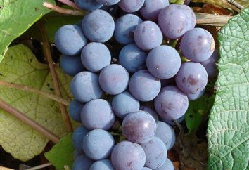 Levokumsky winogrona. winogrona techniczne