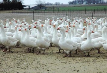 Goose Farm Business-Plan. Goose Farm: Rentabilität