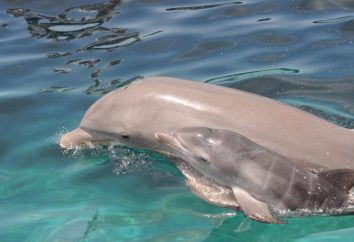 Come per riprodurre i delfini? I primi giorni della vita dei giovani bellezze marine