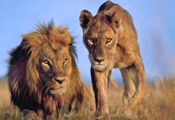 Afryka: dzika przyroda. Świat zwierząt – lwy afrykańskie