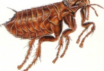 Interpretação dos sonhos: o que os sonhos de pulgas