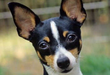 Toy Terrier: recensioni. Breed Dog Toy Terrier (foto)