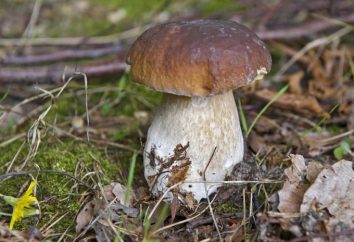 Gdzie jest dużo grzybów w regionie leningradzkim. grzyby sezonu w regionie leningradzkim