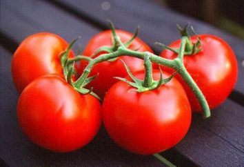Pomidor Śnieg Fairy Tale: uprawa, opinie, zdjęcia
