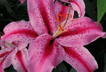 Lily: varietà e specie. ibridi asiatici gigli