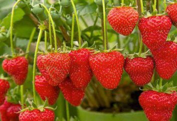 Les meilleures variétés de fraises imberbe. Remontante Avis, descriptions, commentaires