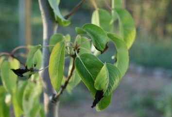 Warum drehen Blätter schwarz Birne? Wie mit dieser Krankheit umgehen?