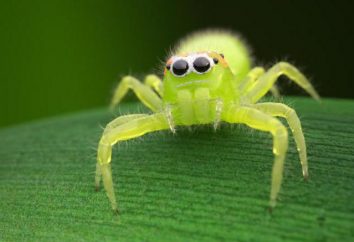 Green Spider. Quels types d'araignées vertes là-bas?