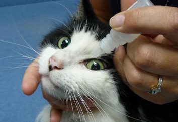 Les chats santé: peut rincer les yeux « chlorhexidine »?
