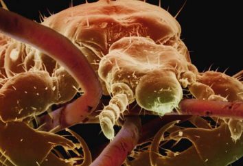 Ectoparasites – qu'est-ce? Comment se débarrasser des parasites sur la surface du corps humain et les animaux?