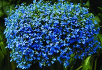 pianta decorativa per il vostro giardino – Lobelia. Impianto e cura