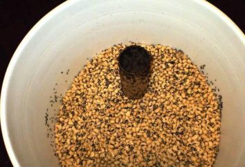 pain Grinder: description et méthodes de lutte. Comment se débarrasser des bugs dans les réserves alimentaires?