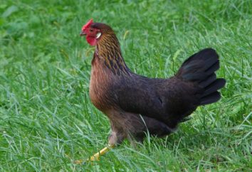 Pollo dominantes: tipos y características