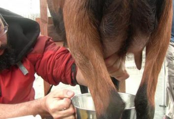Come mungere una capra, che può dare un sacco di latte
