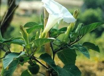 Schöne weiße Blumen – Datura