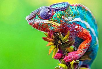 Kameleon paszy, w domu, dlatego zmiana koloru