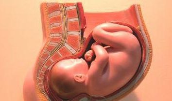 Dimensioni e peso del feto a 30 settimane di gestazione: il tasso (vedi tabella)