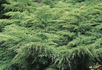 Juniperus Gold Star – uma descrição, características e comentários